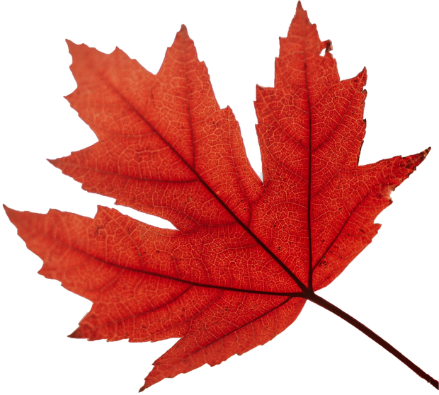 Autumn Maple Leaf