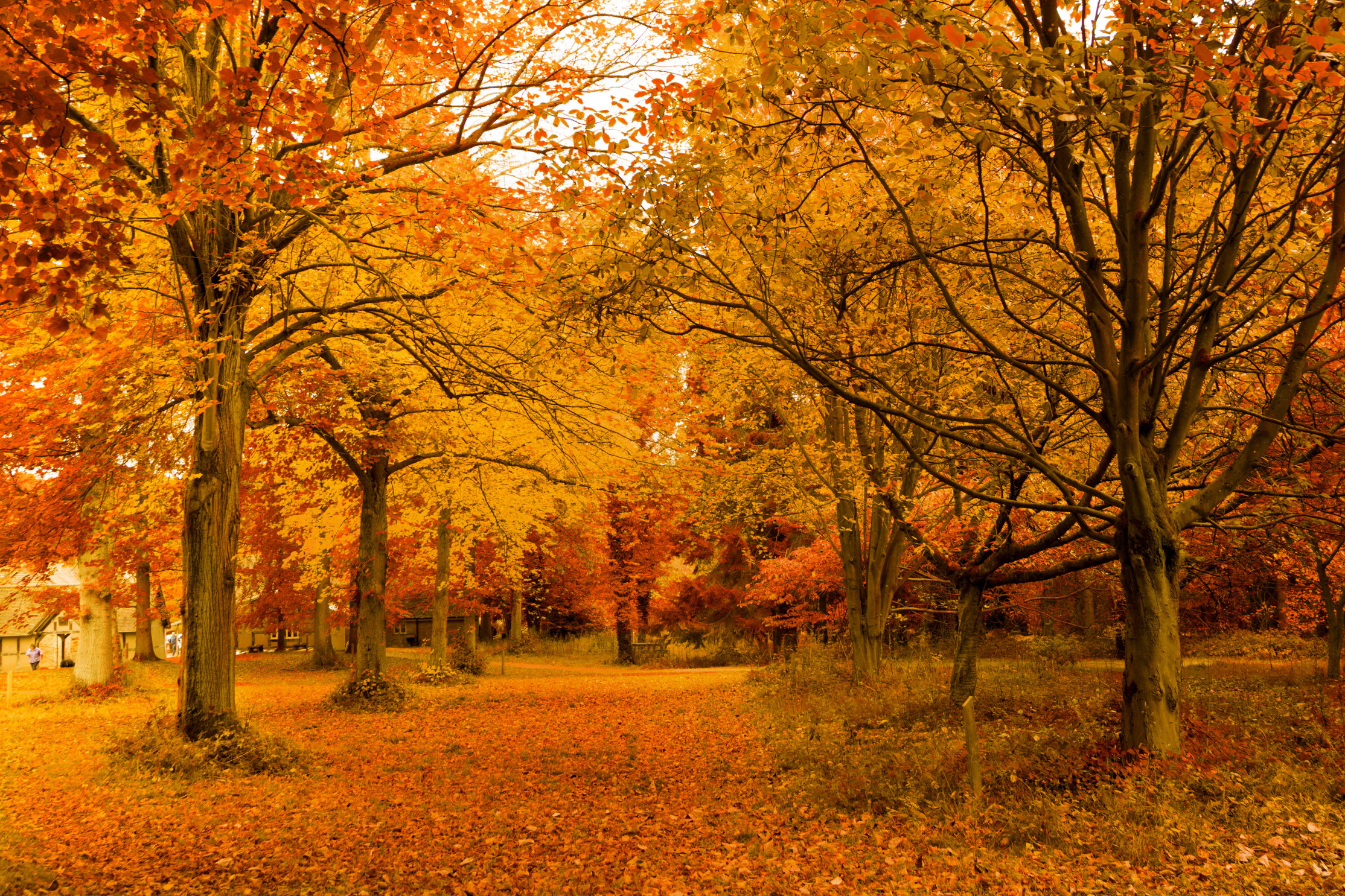 autumn,golden autumn trees